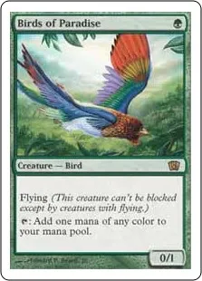 Birds of Paradise